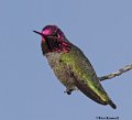 _B223285 annas hummingbird